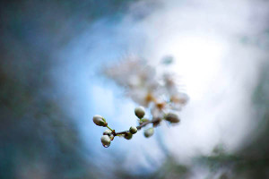 Spring budding offers that glimpse into the eye of a creator. 